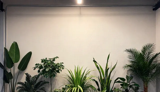 艾灸养生套餐：选型关注点比较，疗效影响实际取舍